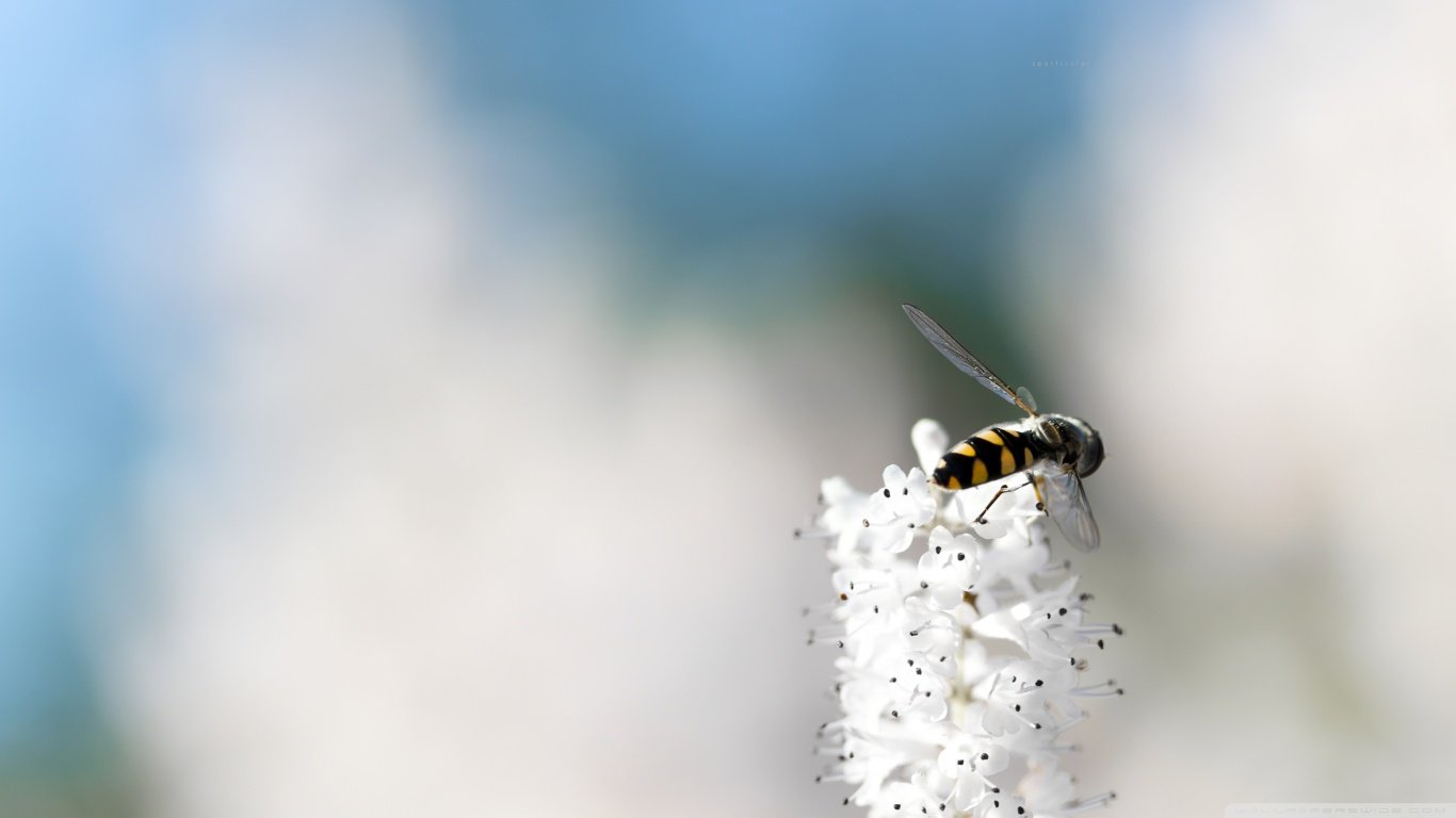 High resolution Bee 1366x768 laptop background ID:460628 for PC