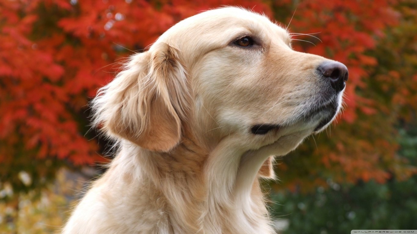 Awesome Golden Retriever free wallpaper ID:211815 for hd 1366x768 PC