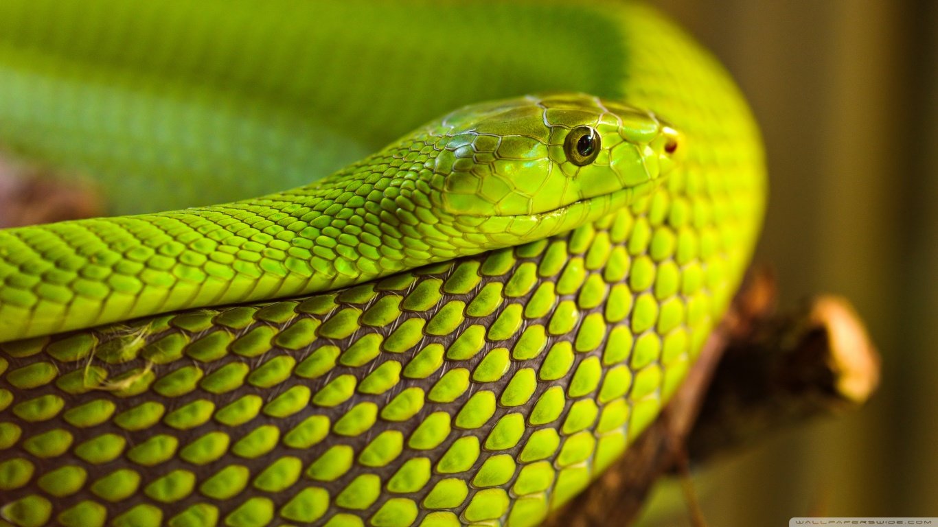 Free Snake high quality background ID:137328 for 1366x768 laptop PC