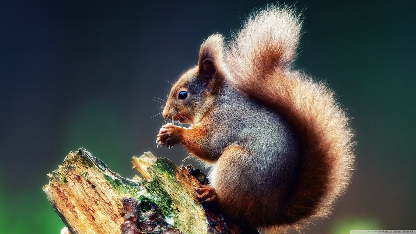 Download hd 1366x768 Squirrel desktop background ID:311540 for free