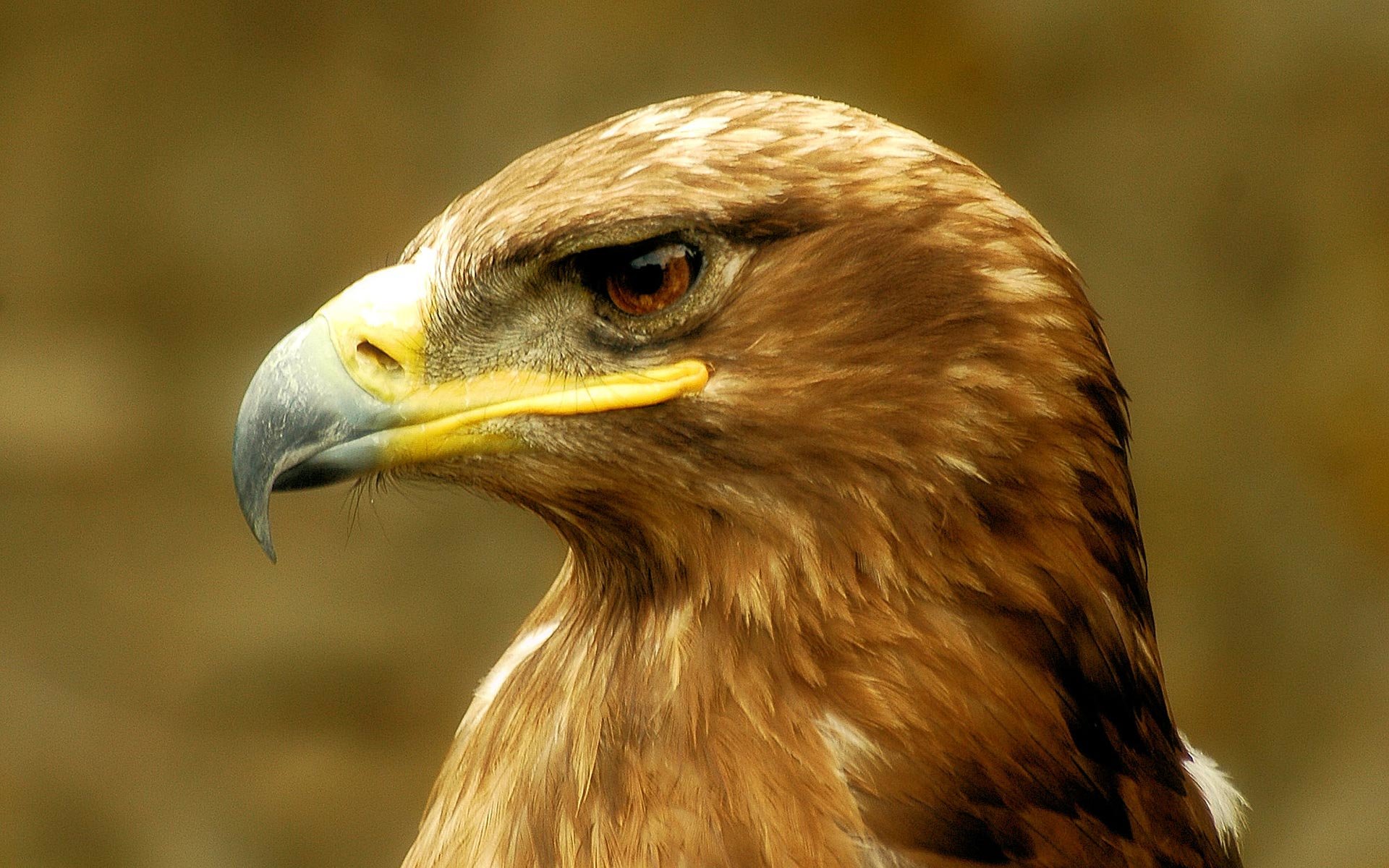 High resolution Golden Eagle hd 1920x1200 wallpaper ID:299817 for computer