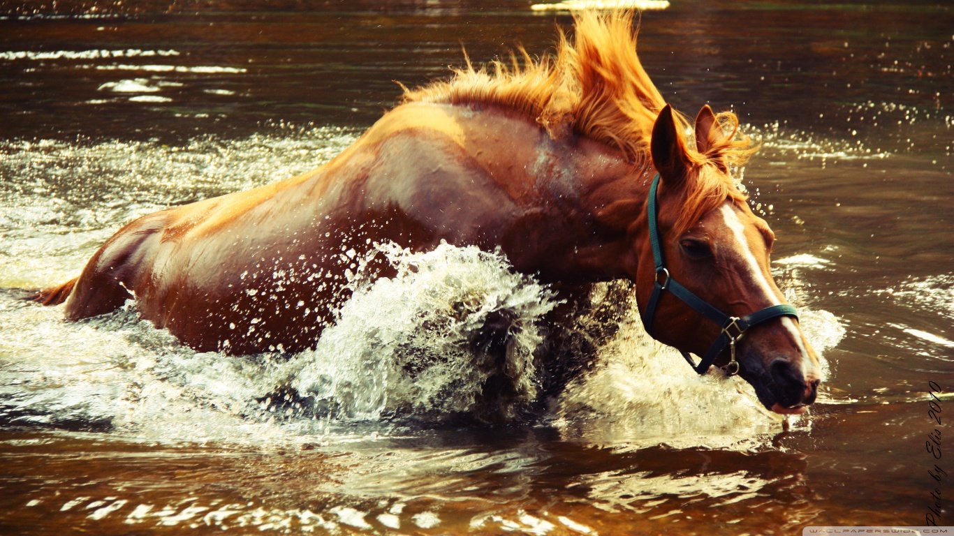 Free download Horse wallpaper ID:23885 1366x768 laptop for computer