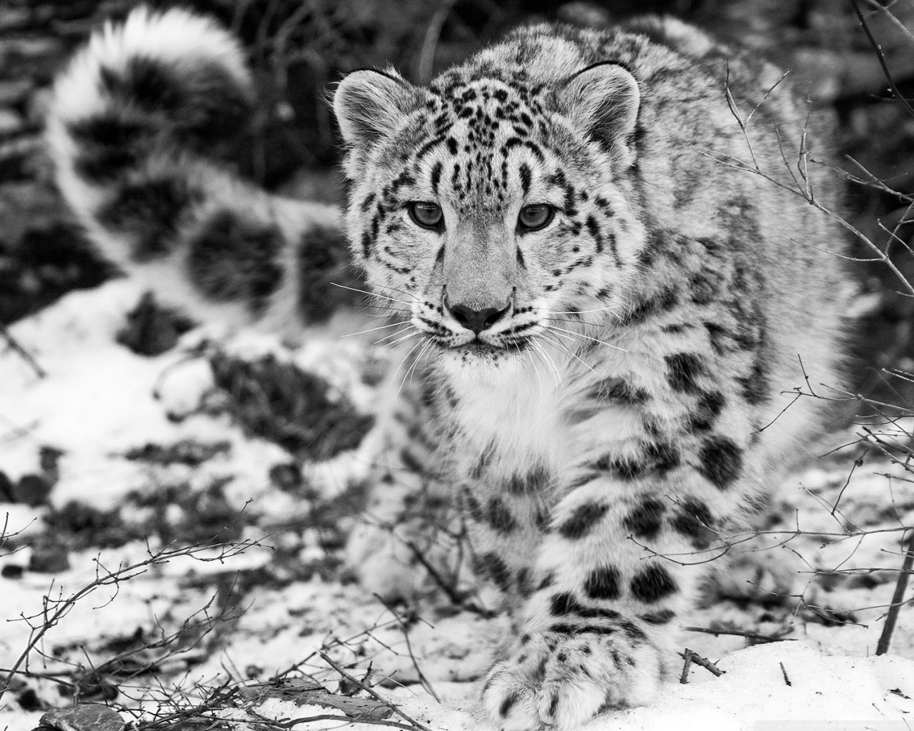 Best Snow Leopard wallpaper ID:34403 for High Resolution hd 1280x1024 computer