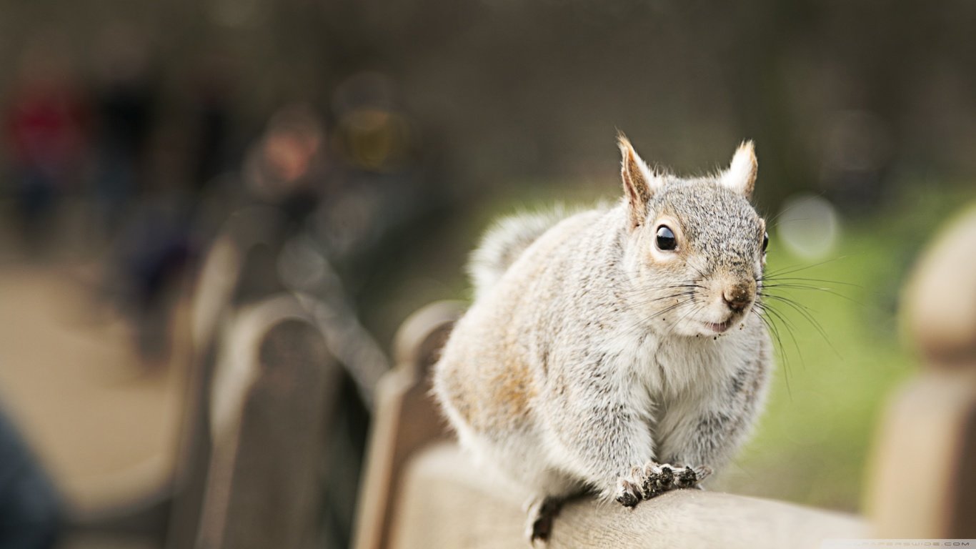 Free Squirrel high quality background ID:311895 for laptop desktop