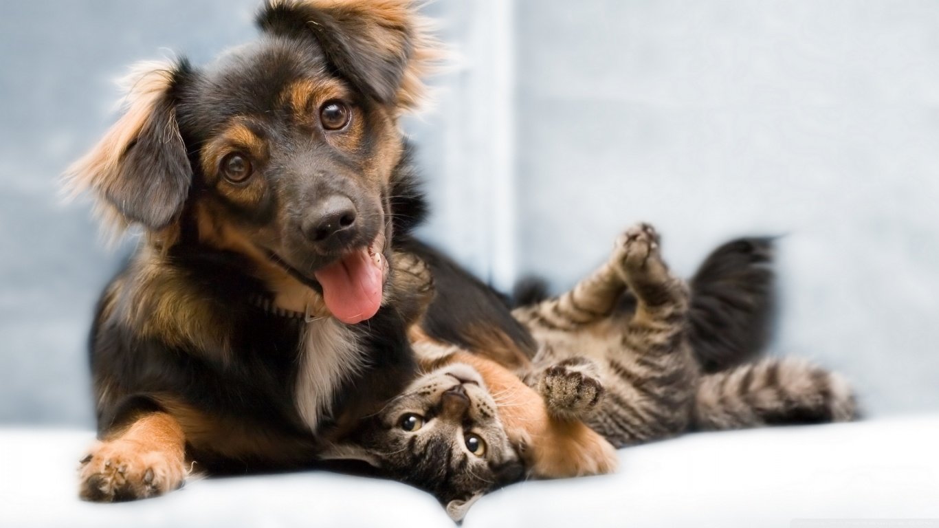 Free Cat and Dog high quality wallpaper ID:125359 for hd 1366x768 computer