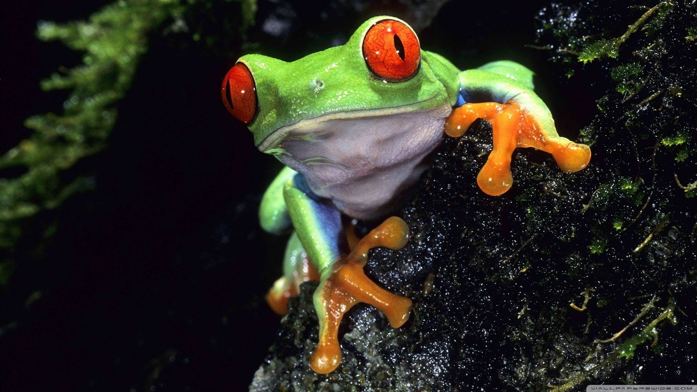 Best Frog background ID:328868 for High Resolution laptop PC