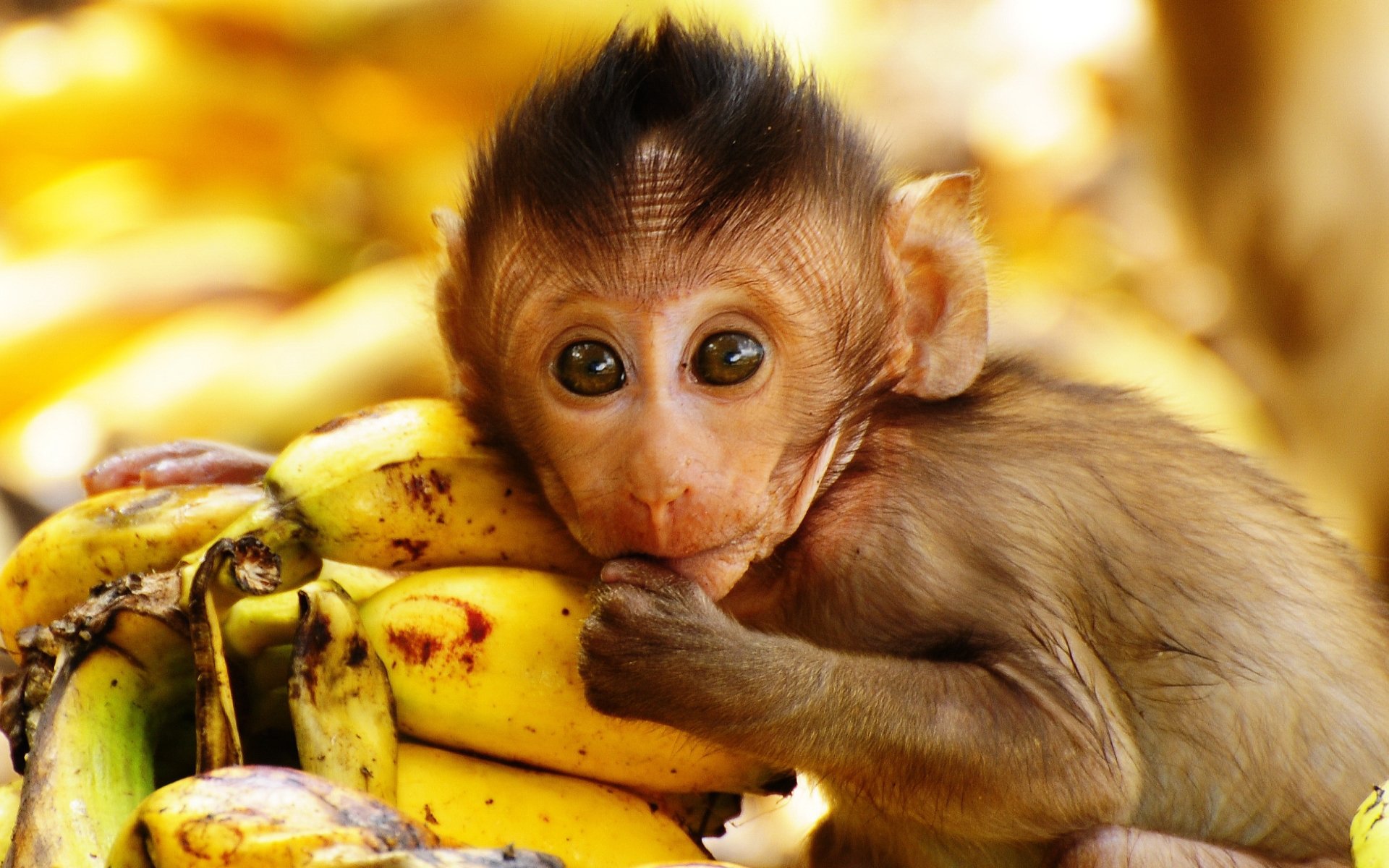 Awesome Monkey free background ID:127970 for hd 1920x1200 PC