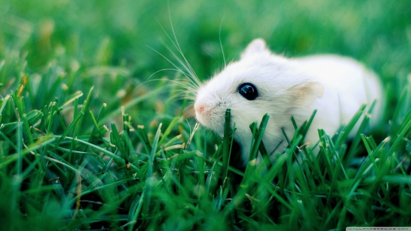 High resolution Mouse laptop wallpaper ID:132493 for PC