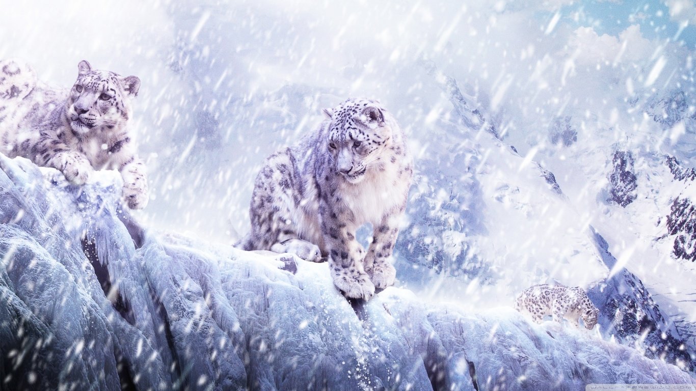 Best Snow Leopard background ID:34468 for High Resolution laptop computer