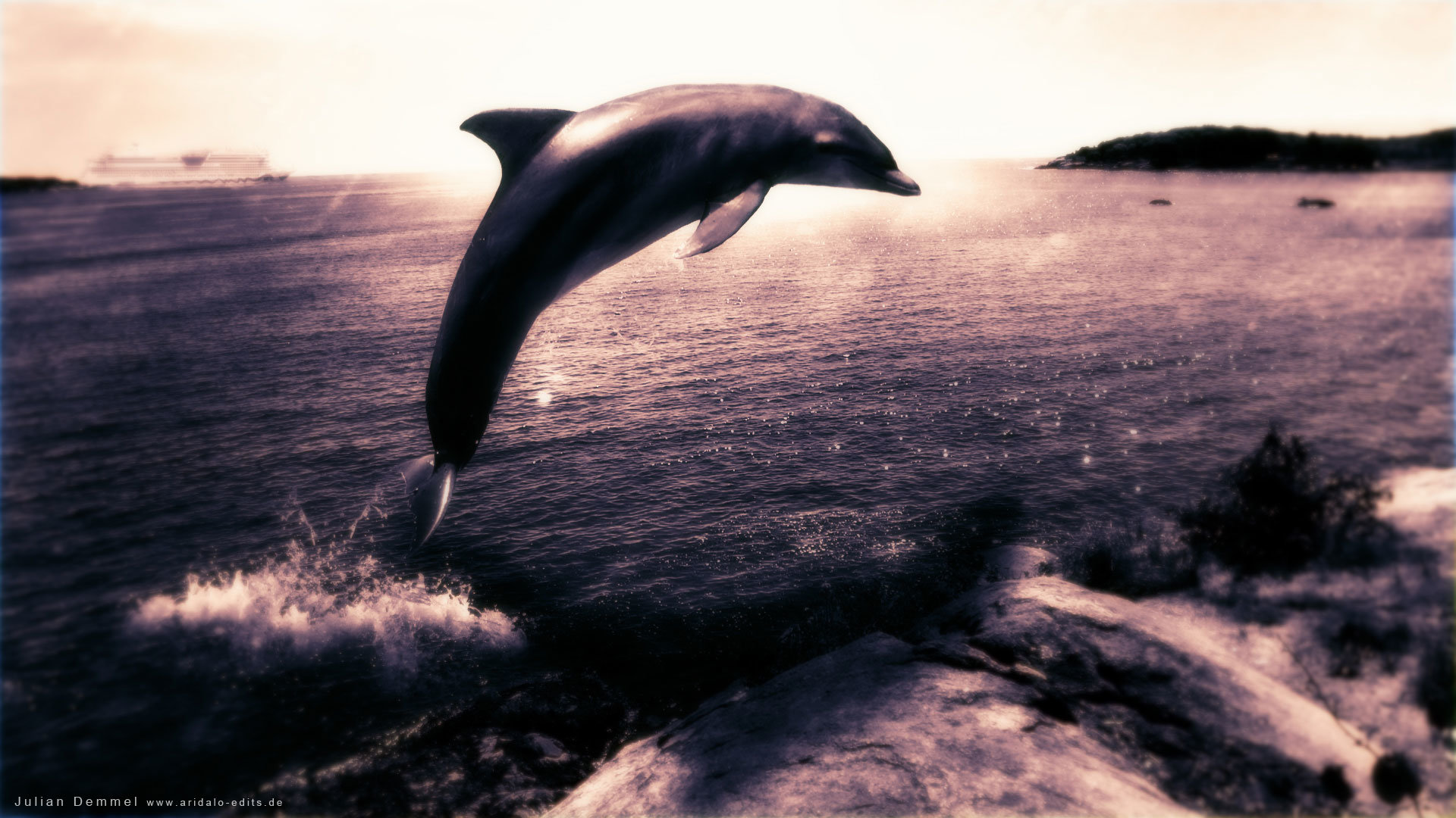 Free download Dolphin background ID:248418 full hd for computer