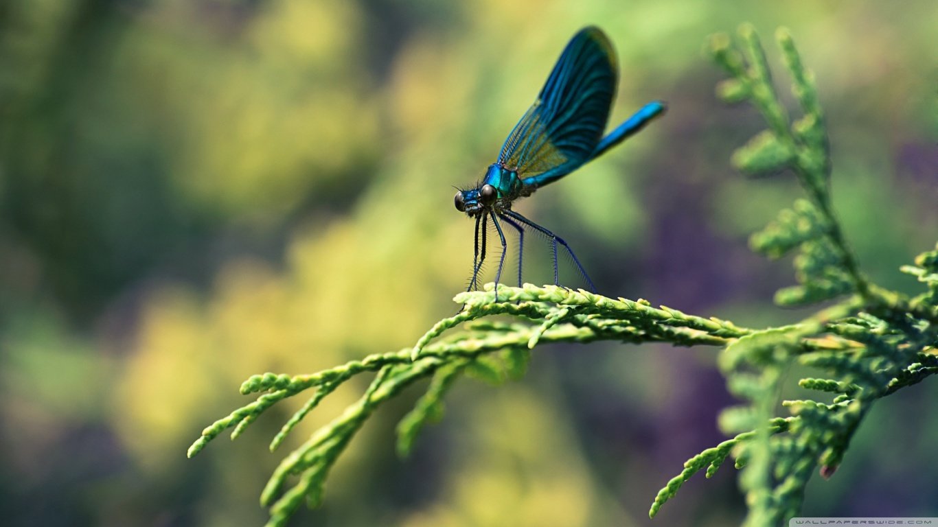 Free Dragonfly high quality background ID:467554 for laptop desktop