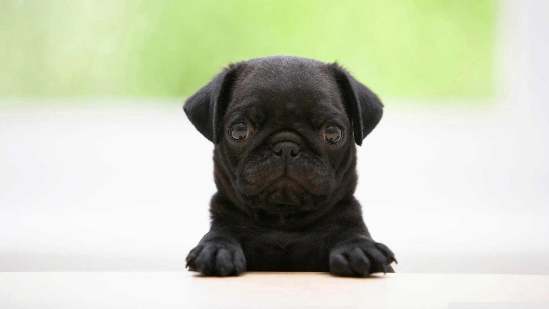 Free download Pug wallpaper ID:282860 full hd 1080p for computer