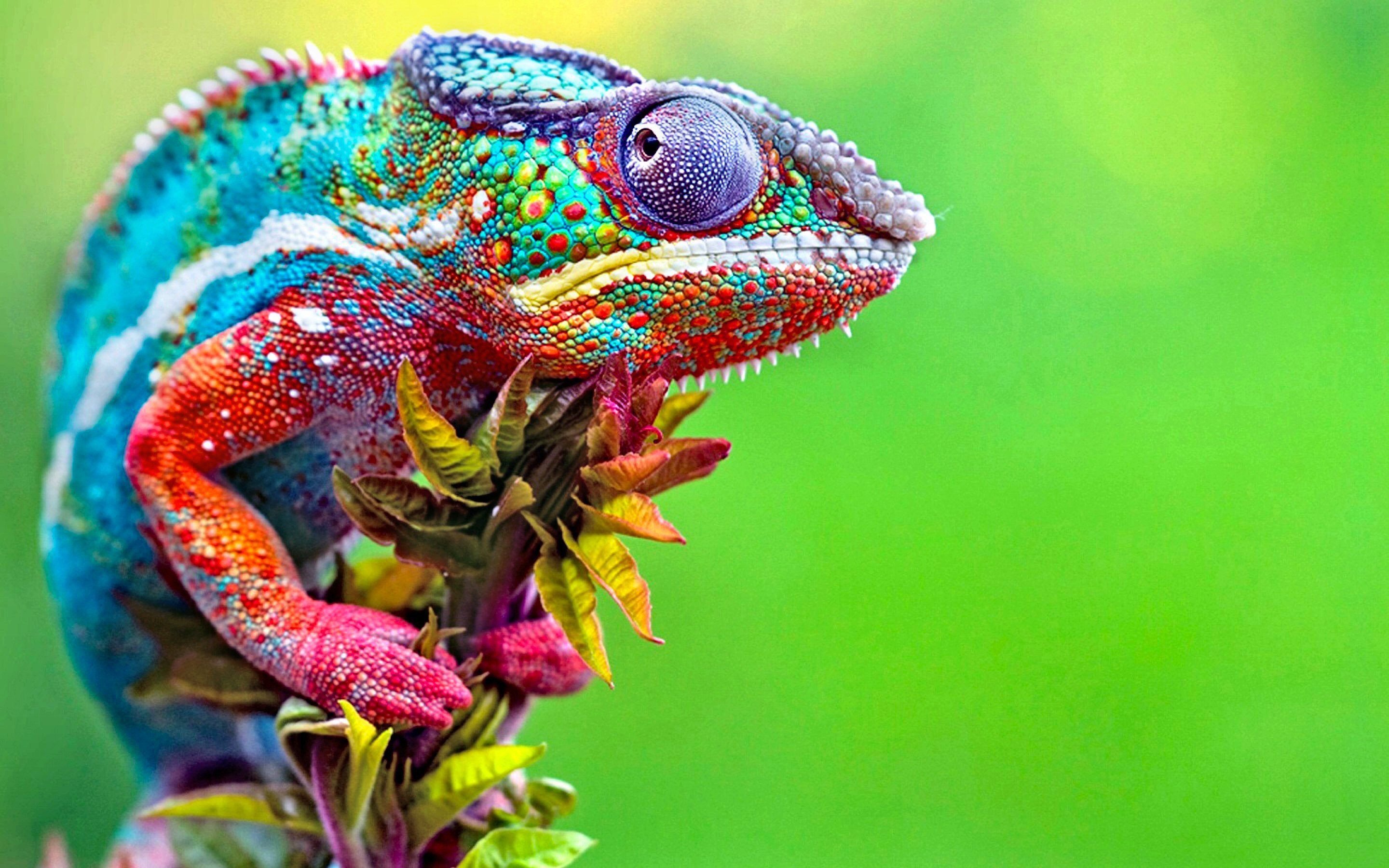 Free Chameleon high quality background ID:462616 for hd 2880x1800 PC