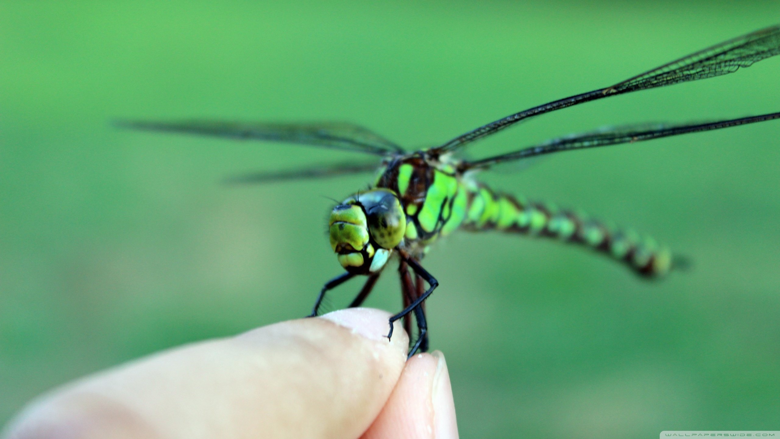 Awesome Dragonfly free wallpaper ID:467691 for hd 2560x1440 computer