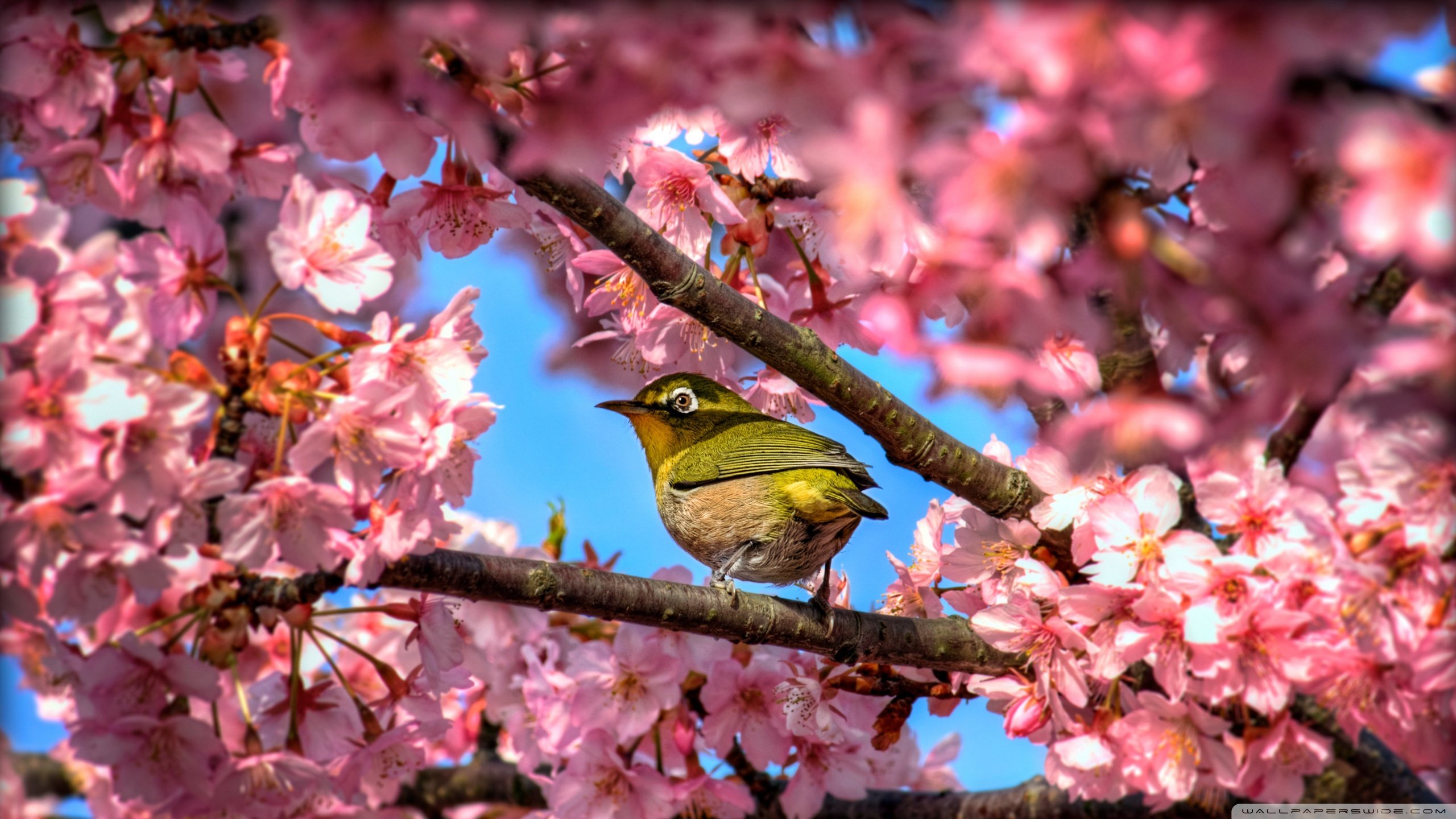 Awesome Bird free wallpaper ID:405103 for hd 2560x1440 PC