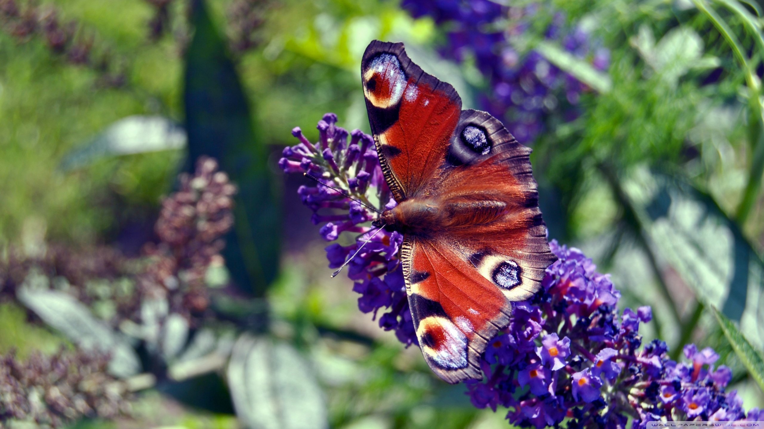 High resolution Butterfly hd 2560x1440 wallpaper ID:168623 for PC