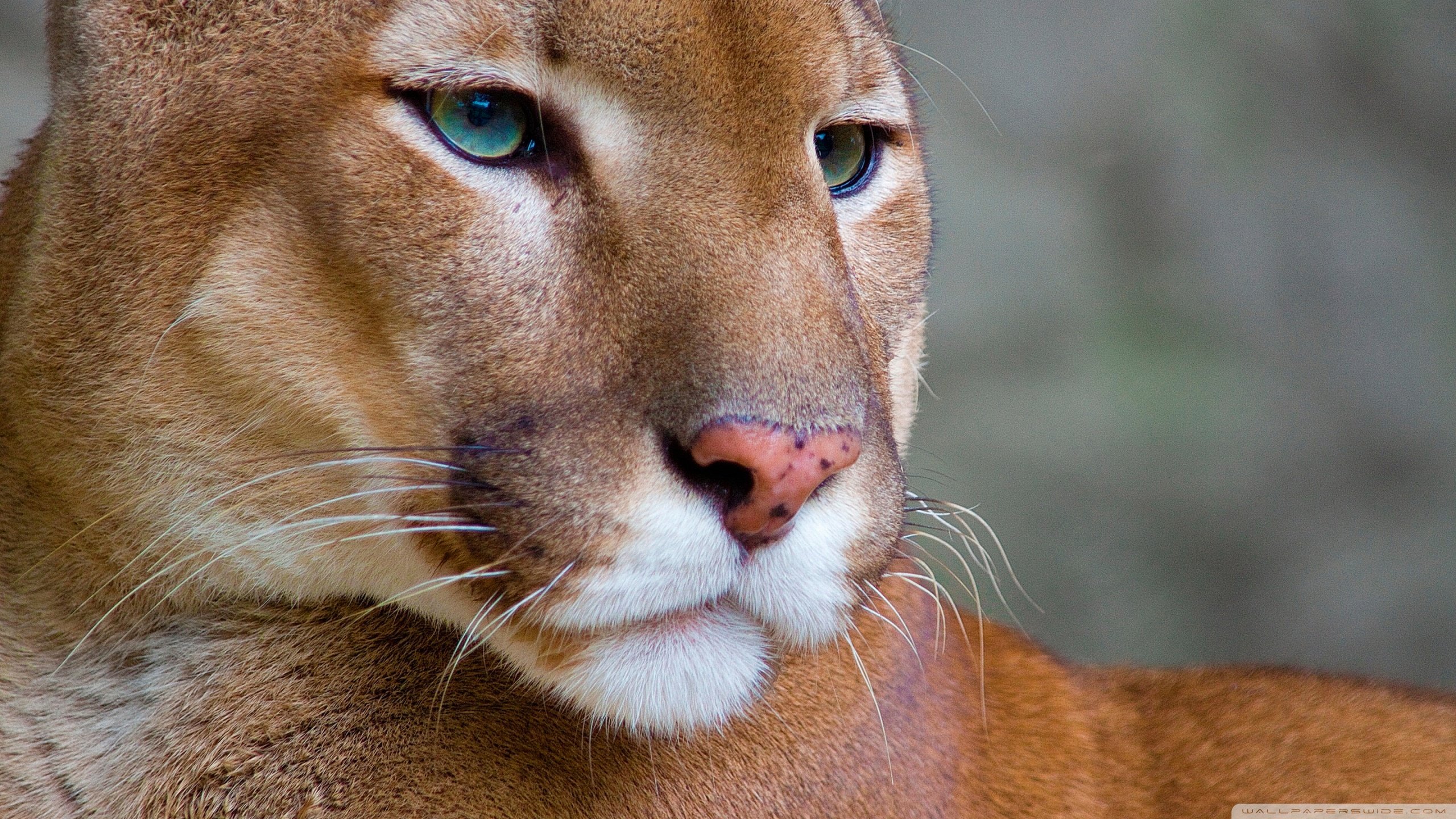 Awesome Cougar free background ID:81676 for hd 2560x1440 computer