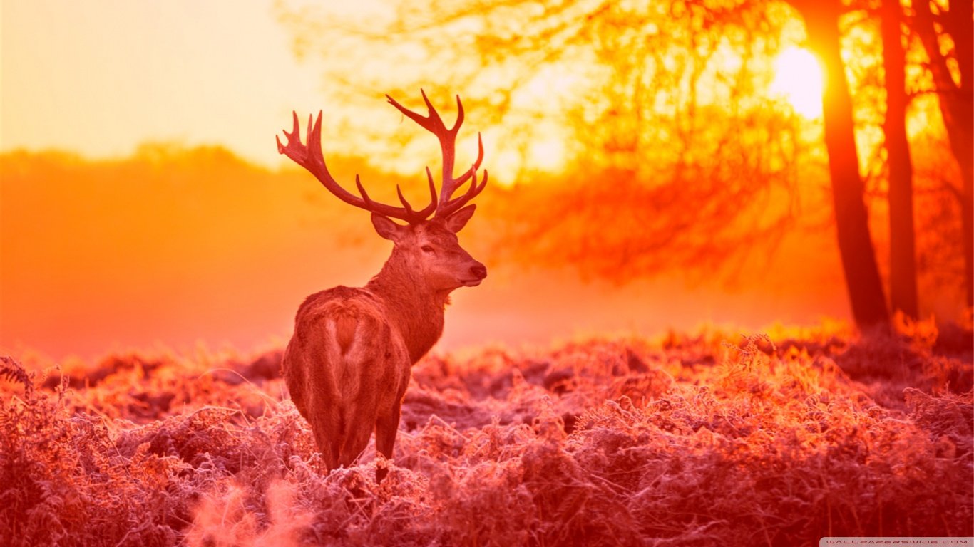 Download laptop Deer PC background ID:238735 for free