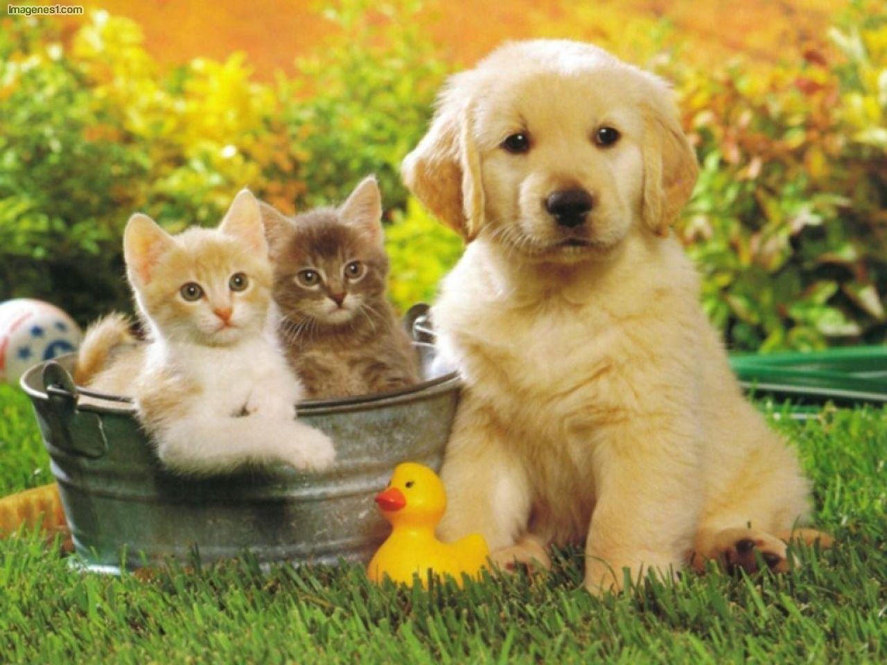 High resolution Cat and Dog hd 1280x960 wallpaper ID:125326 for computer