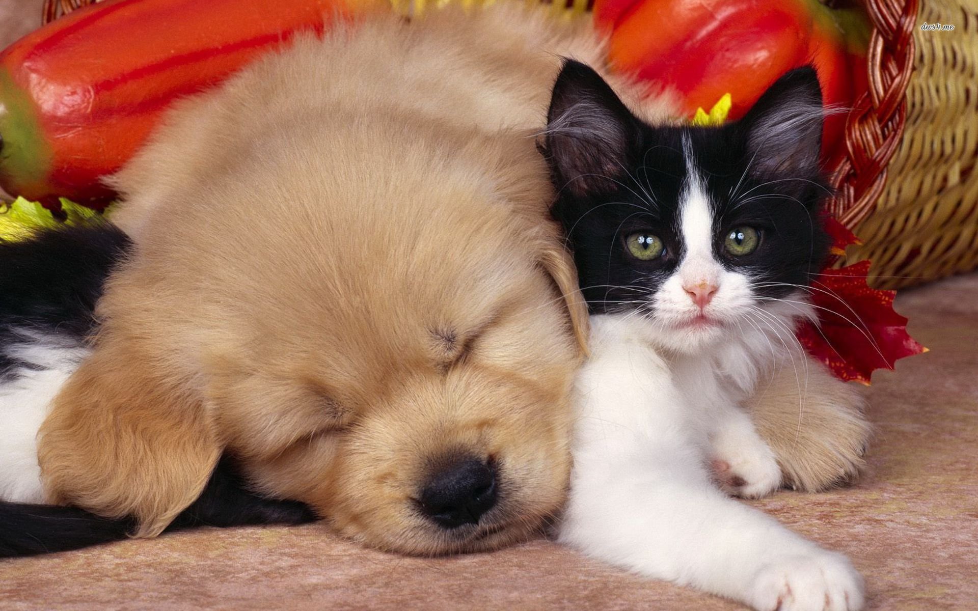Best Cat and Dog wallpaper ID:125328 for High Resolution hd 1920x1200 PC