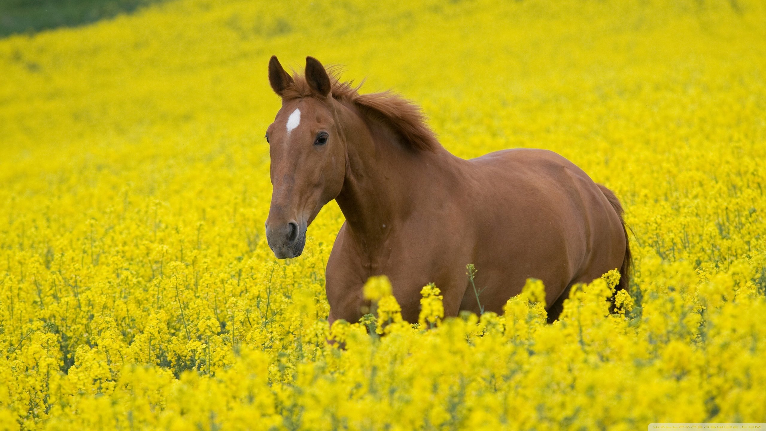 Awesome Horse free wallpaper ID:23598 for hd 2560x1440 desktop