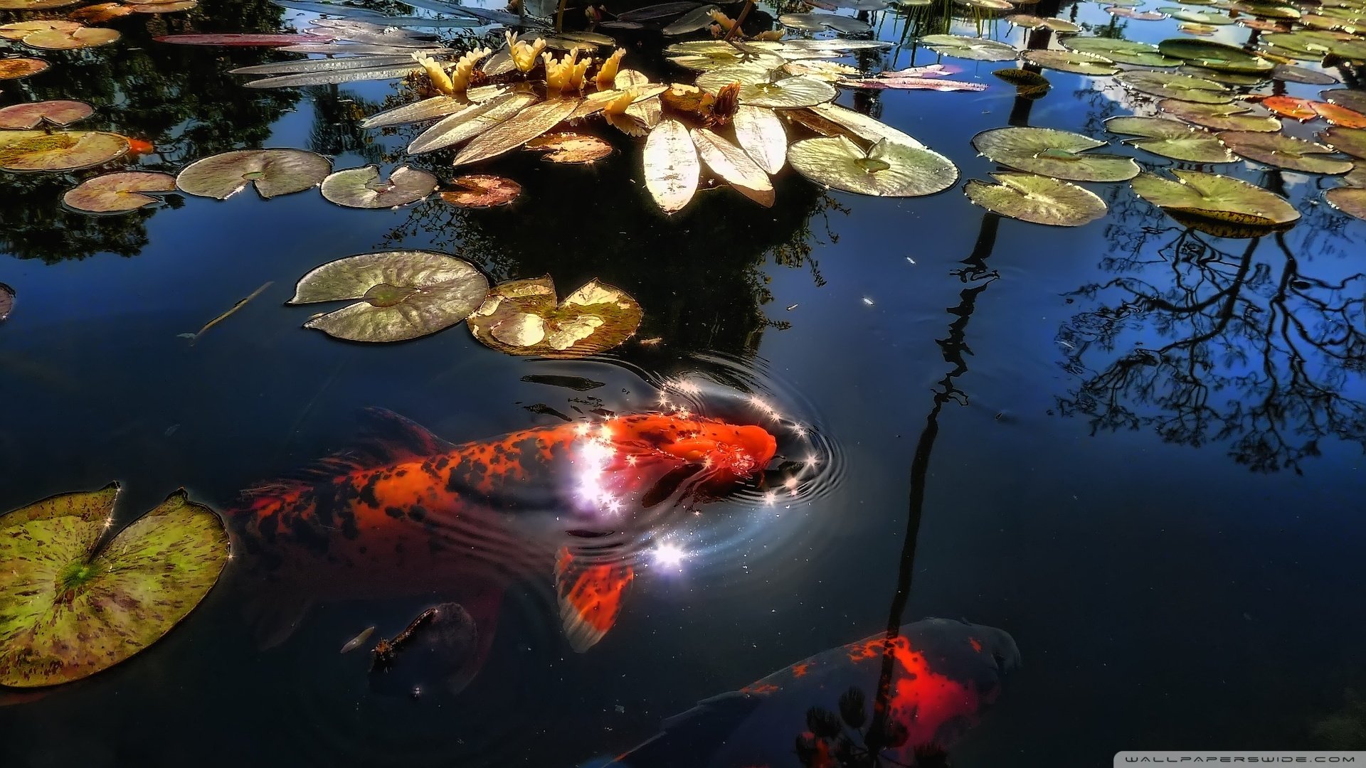 Free download Koi background ID:134443 full hd for computer