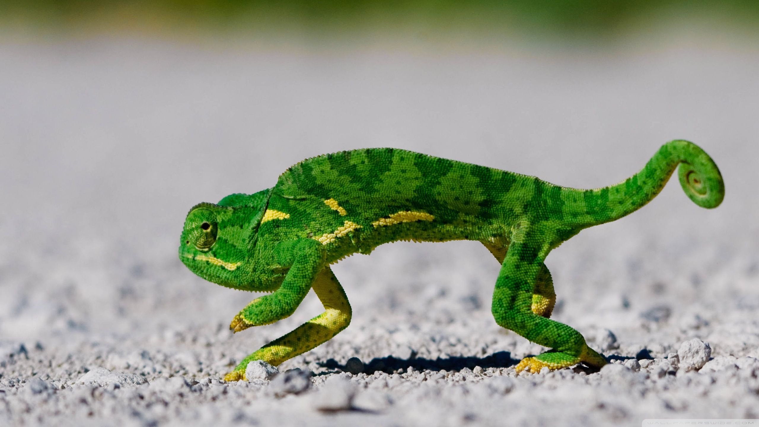 Awesome Chameleon free wallpaper ID:462605 for hd 2560x1440 computer