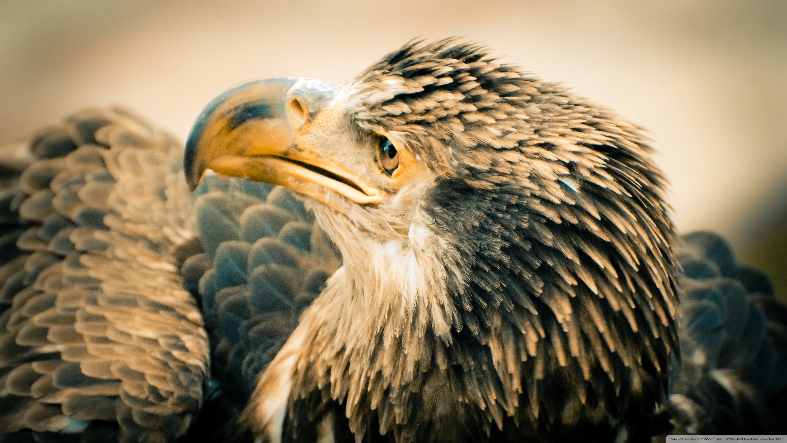 Awesome Eagle free background ID:231337 for hd 2560x1440 computer
