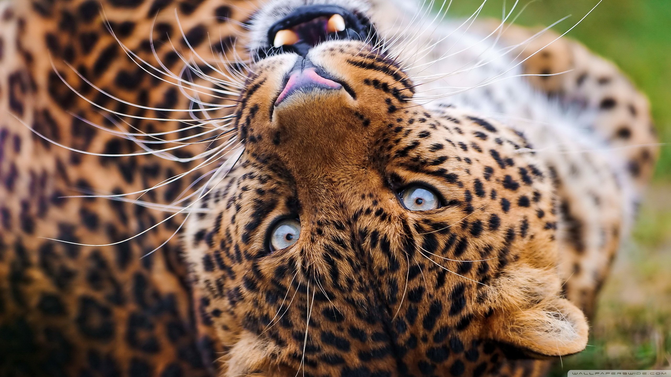 Free download Jaguar background ID:30193 hd 2560x1440 for PC
