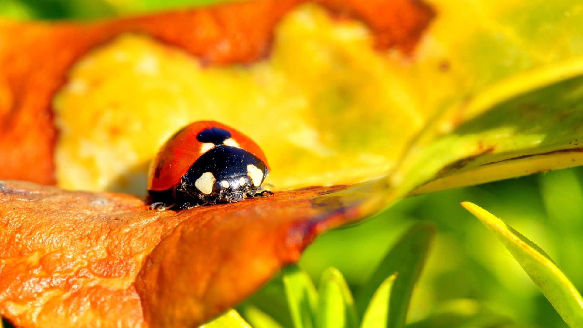 Best Ladybug background ID:270429 for High Resolution full hd 1080p PC