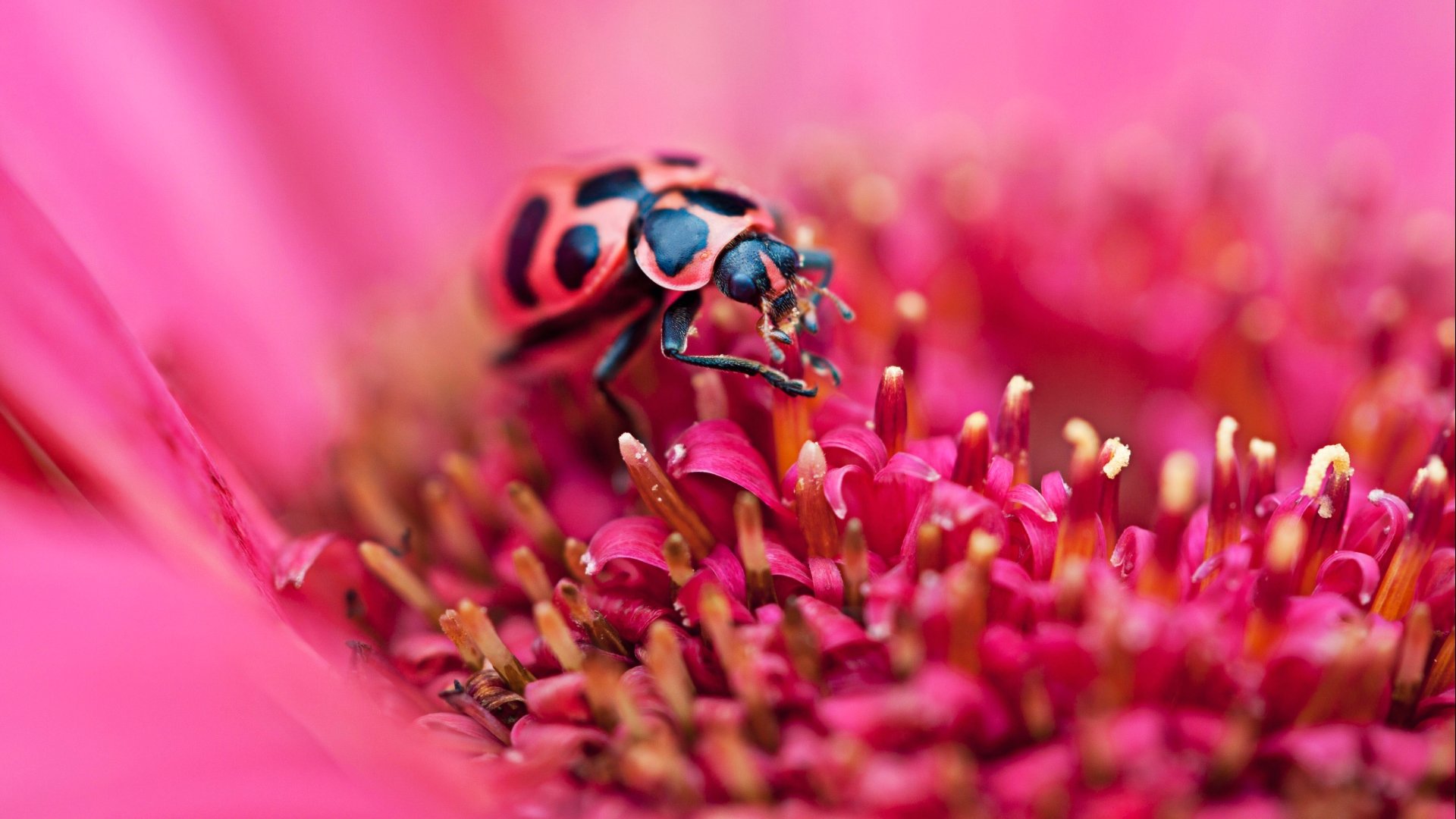 Awesome Ladybug free background ID:270545 for full hd PC