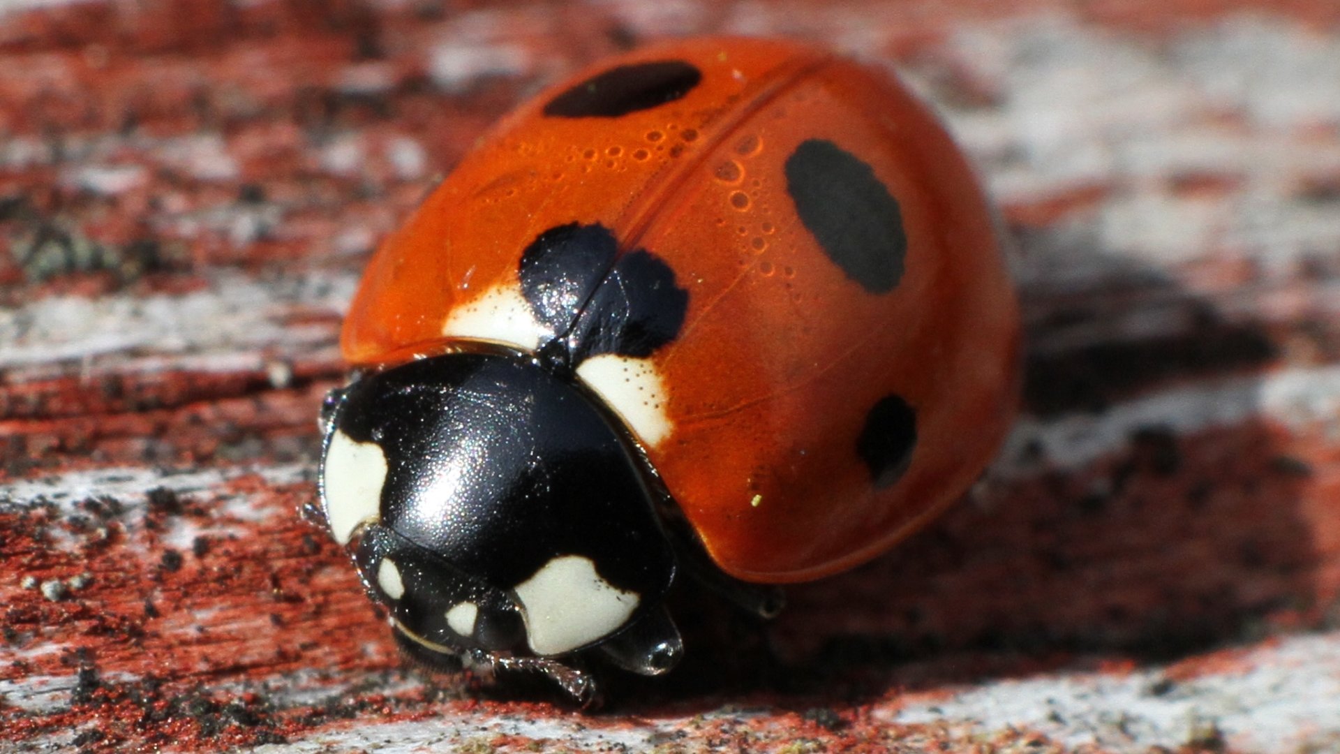 Awesome Ladybug free wallpaper ID:270542 for 1080p PC