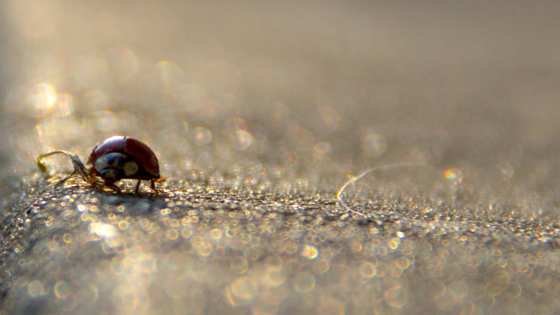 Best Ladybug wallpaper ID:270536 for High Resolution hd 1920x1080 PC