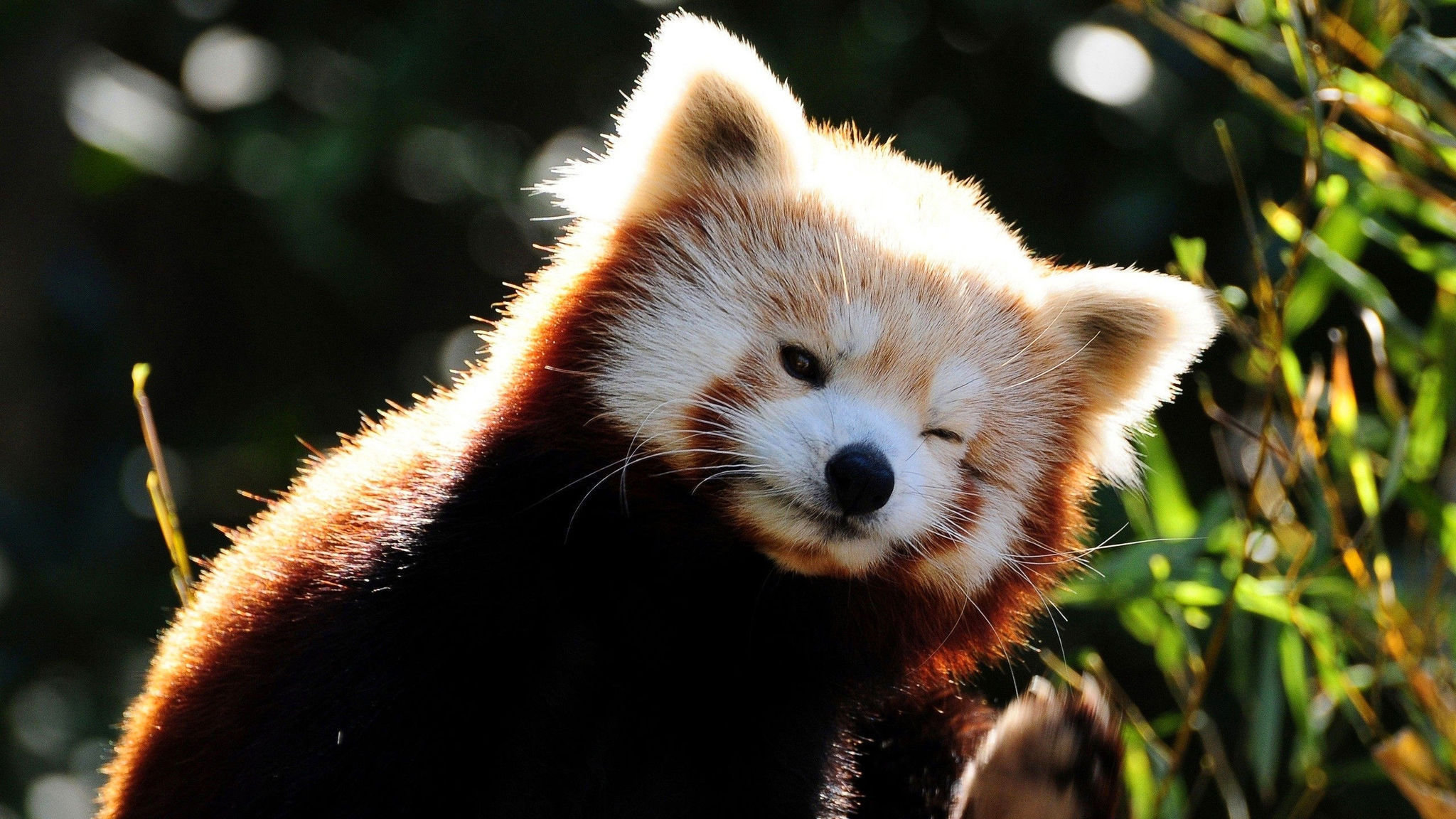 Awesome Red Panda free wallpaper ID:63991 for hd 2560x1440 PC