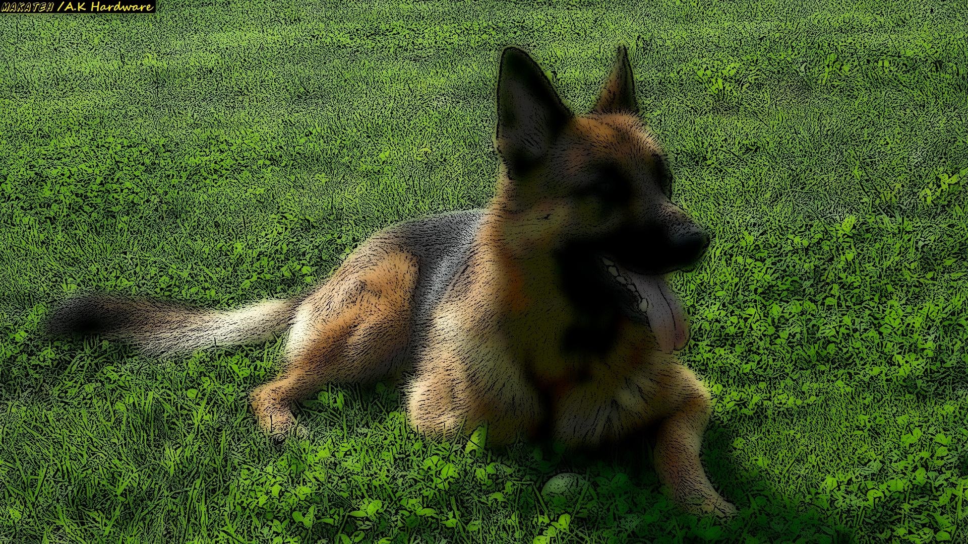Awesome German Shepherd free background ID:111108 for full hd 1920x1080 PC