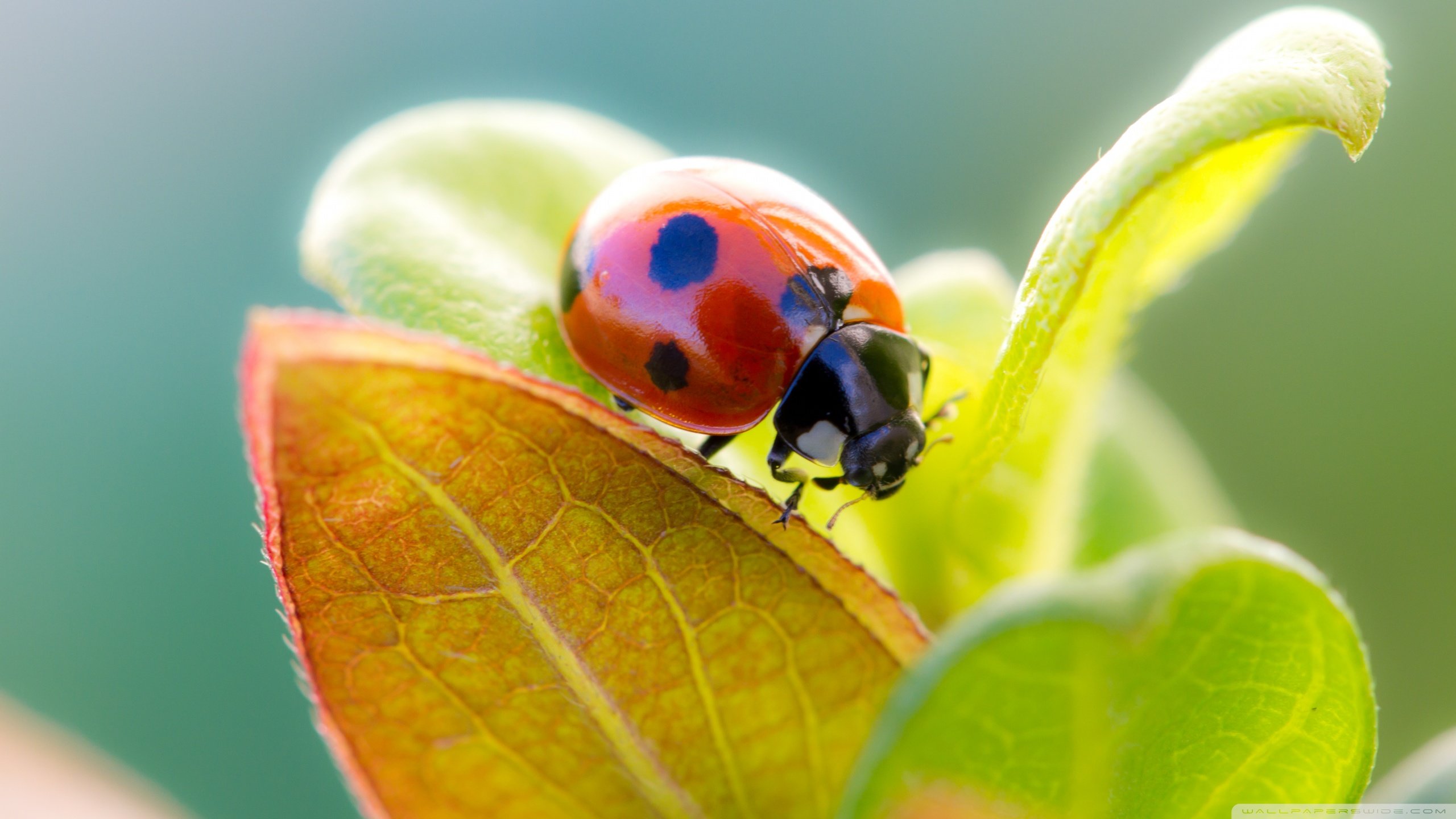 Free Ladybug high quality wallpaper ID:270428 for hd 2560x1440 desktop