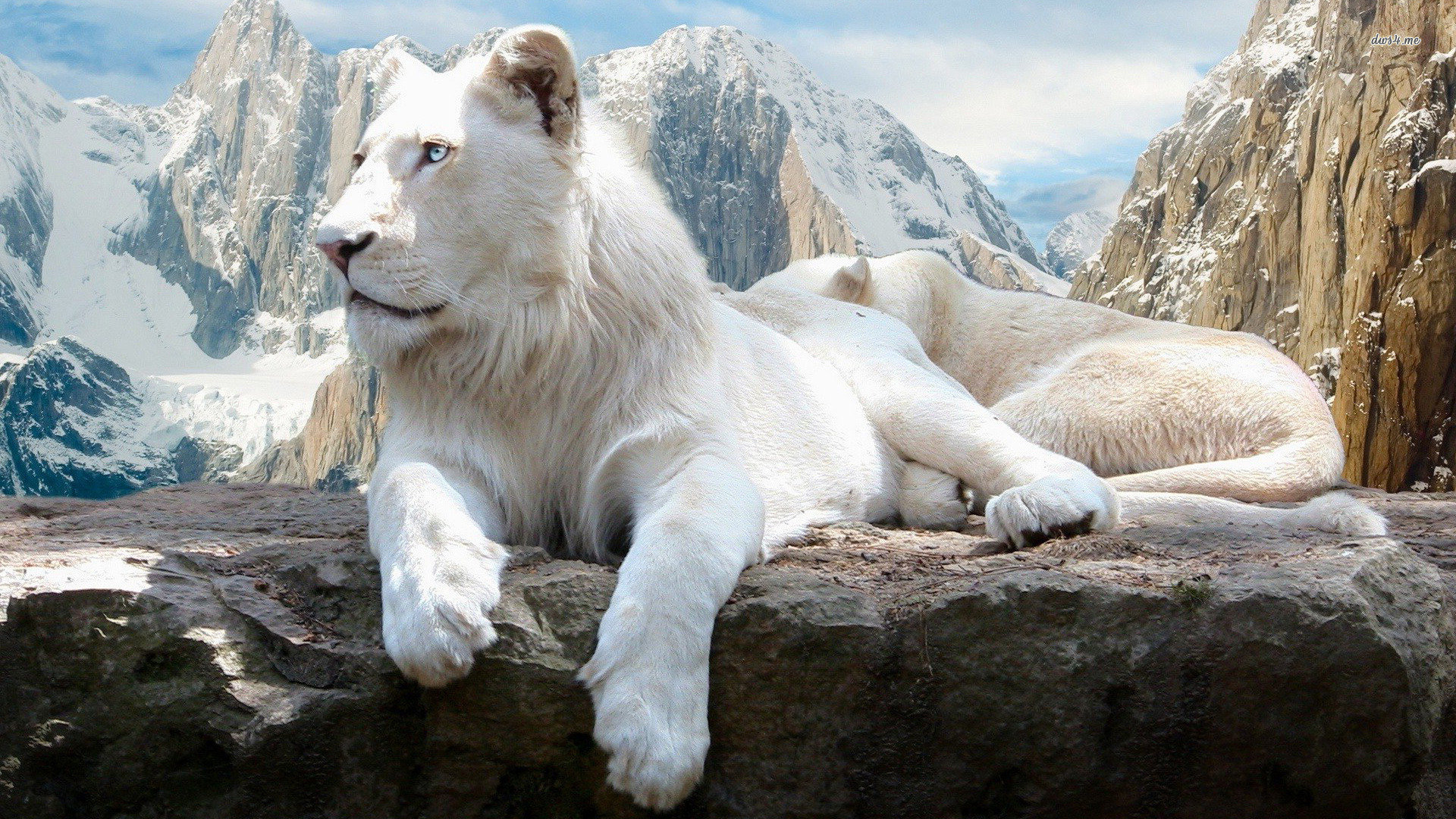 Awesome White Lion free wallpaper ID:237706 for hd 1920x1080 computer