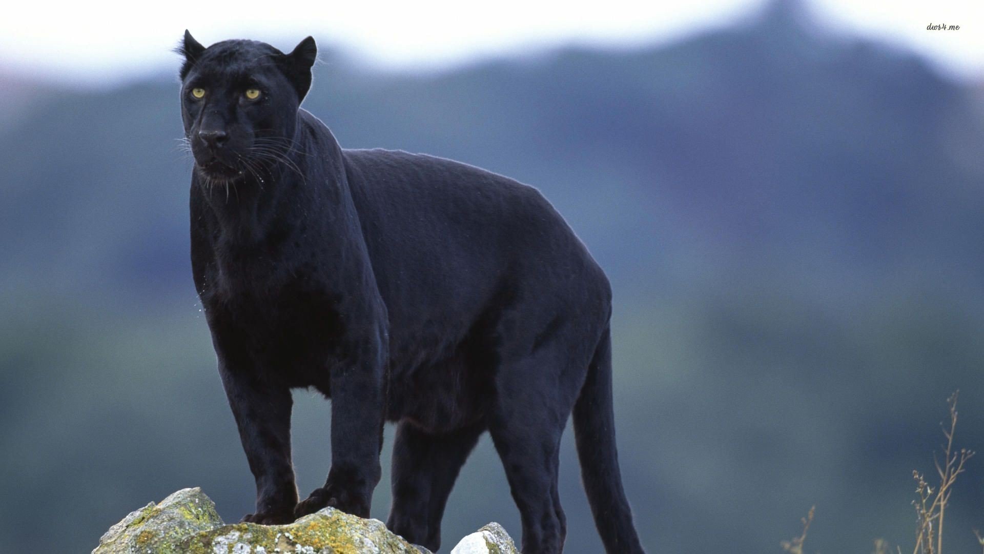 Awesome Panther free wallpaper ID:357144 for hd 1920x1080 desktop