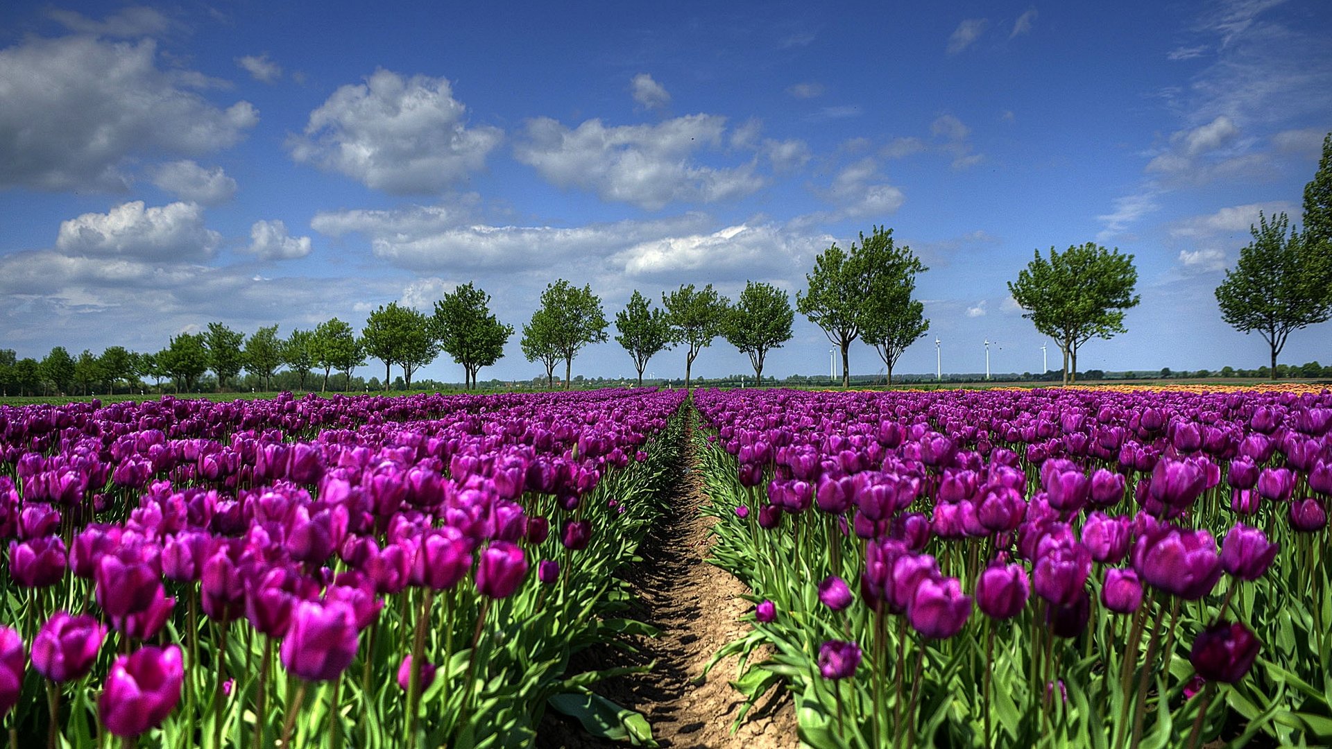 Free Tulip high quality wallpaper ID:157667 for full hd 1080p PC