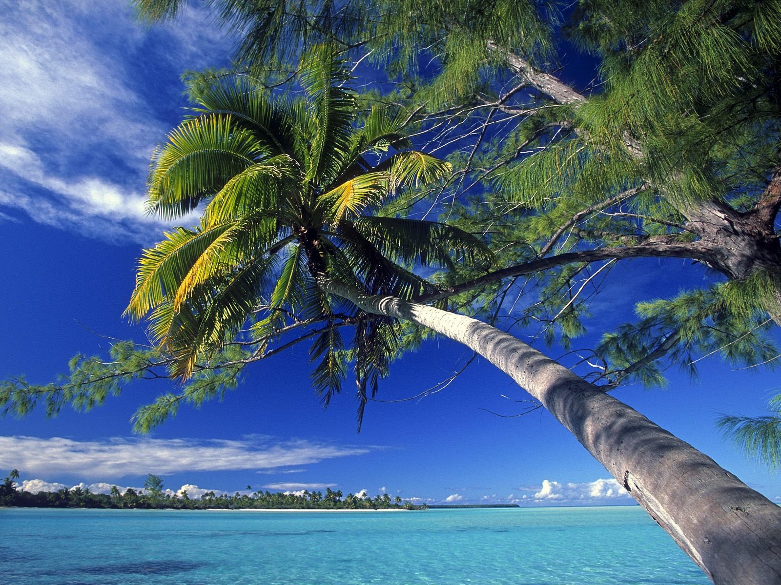 Awesome Palm Tree free wallpaper ID:407890 for hd 1600x1200 desktop