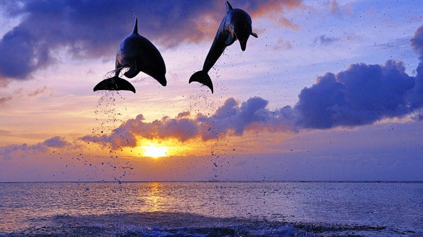 Awesome Dolphin free background ID:248303 for laptop computer