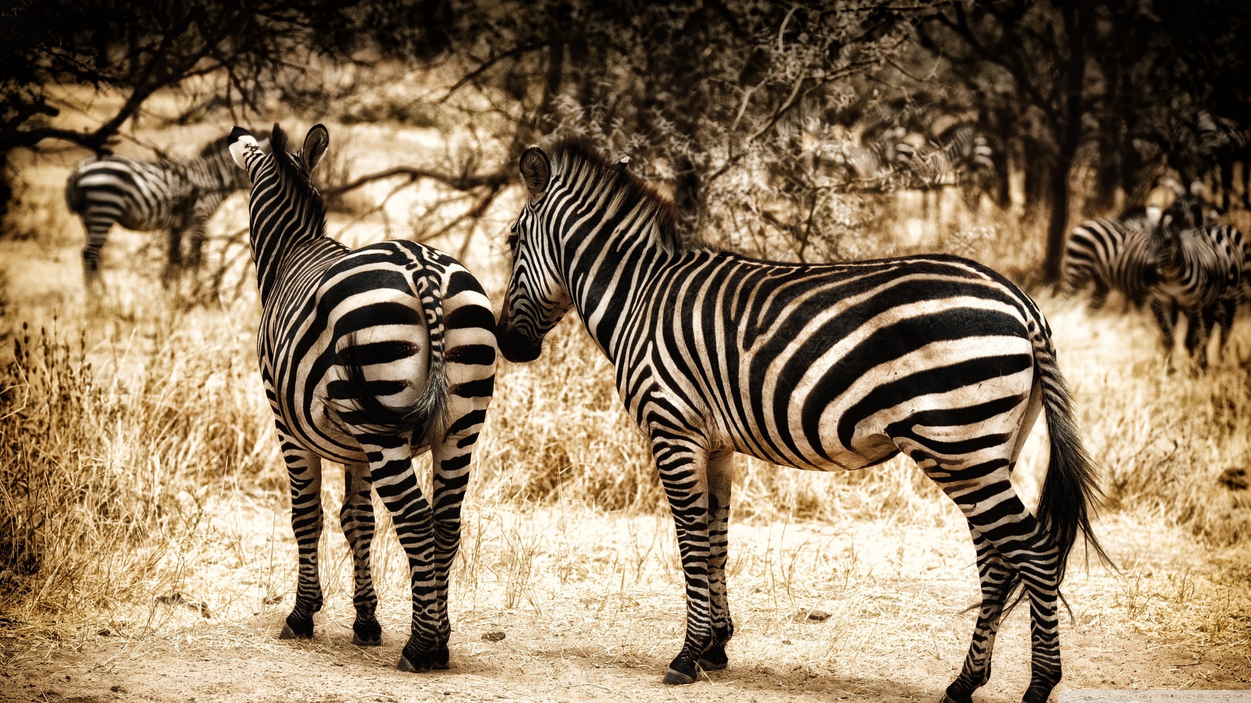 Download hd 2560x1440 Zebra PC background ID:73692 for free