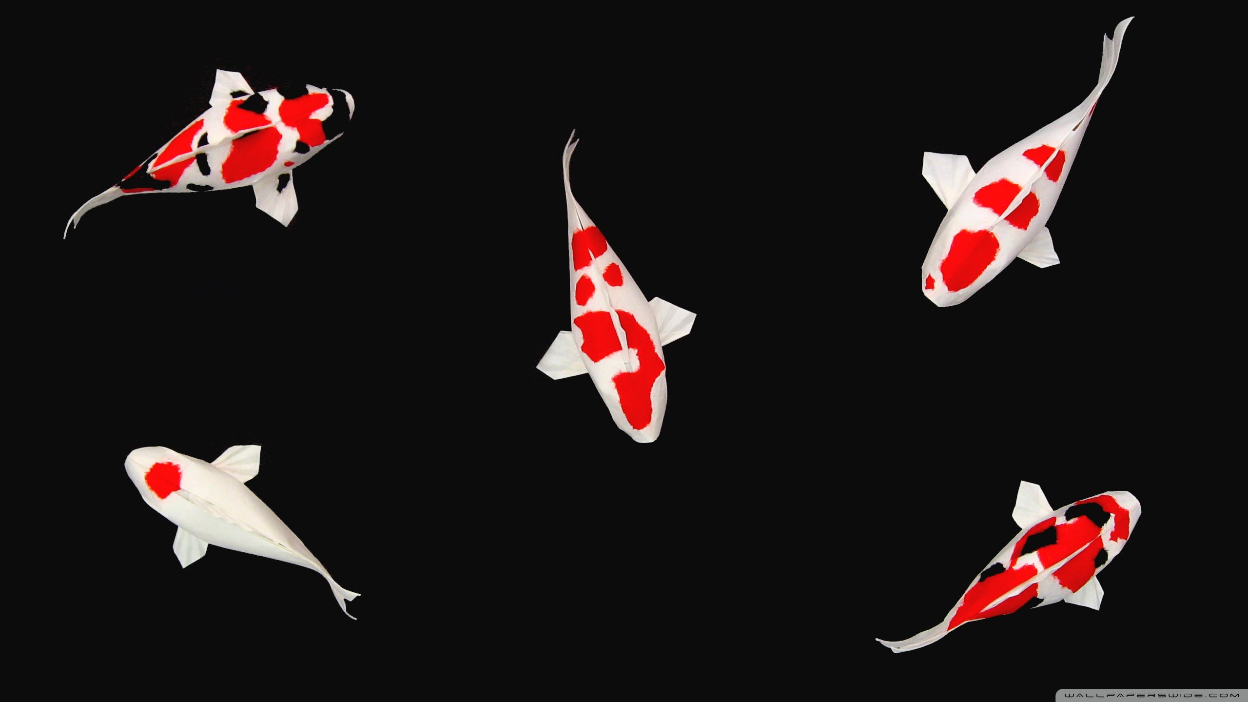 Best Koi background ID:134459 for High Resolution hd 2560x1440 computer