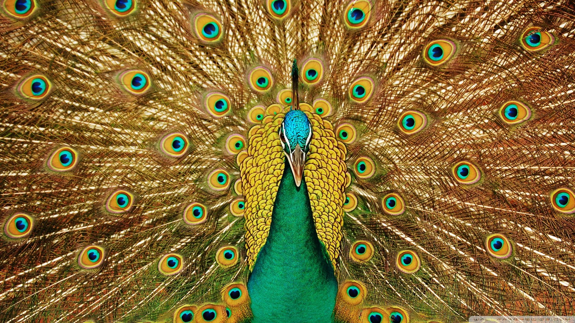Free Peacock high quality background ID:151790 for 1080p PC