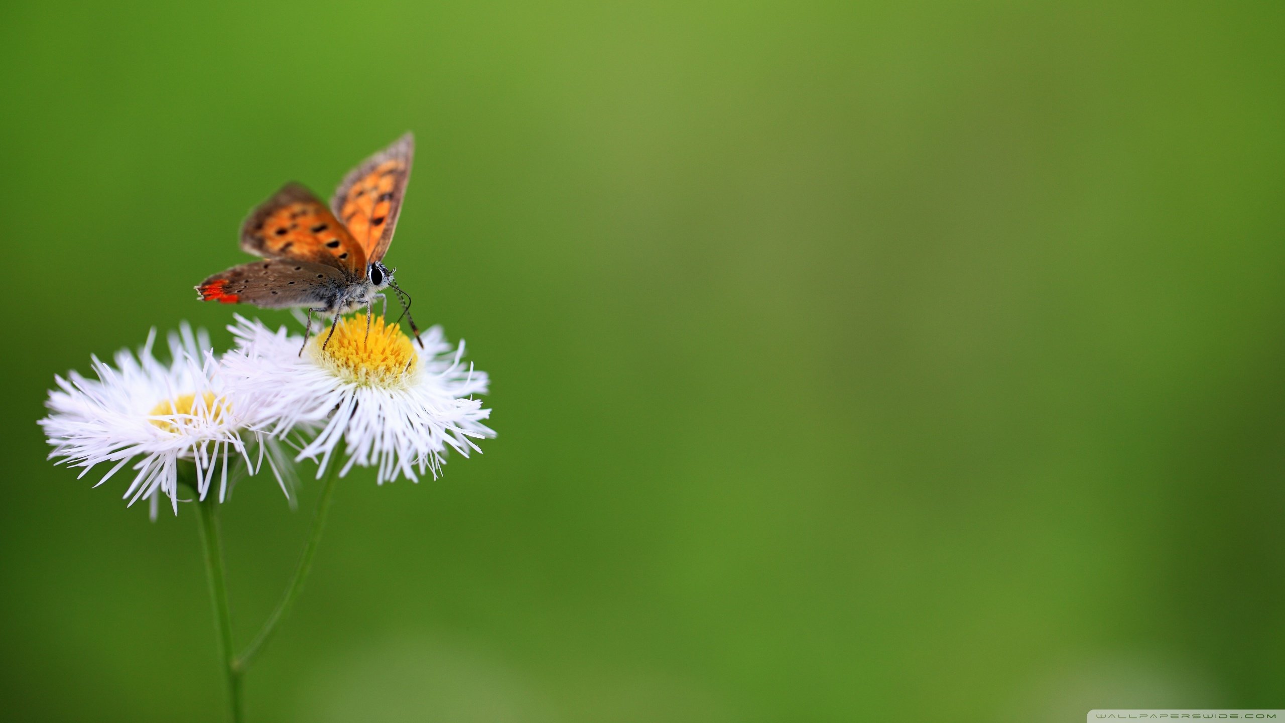 Download hd 2560x1440 Butterfly desktop background ID:168233 for free
