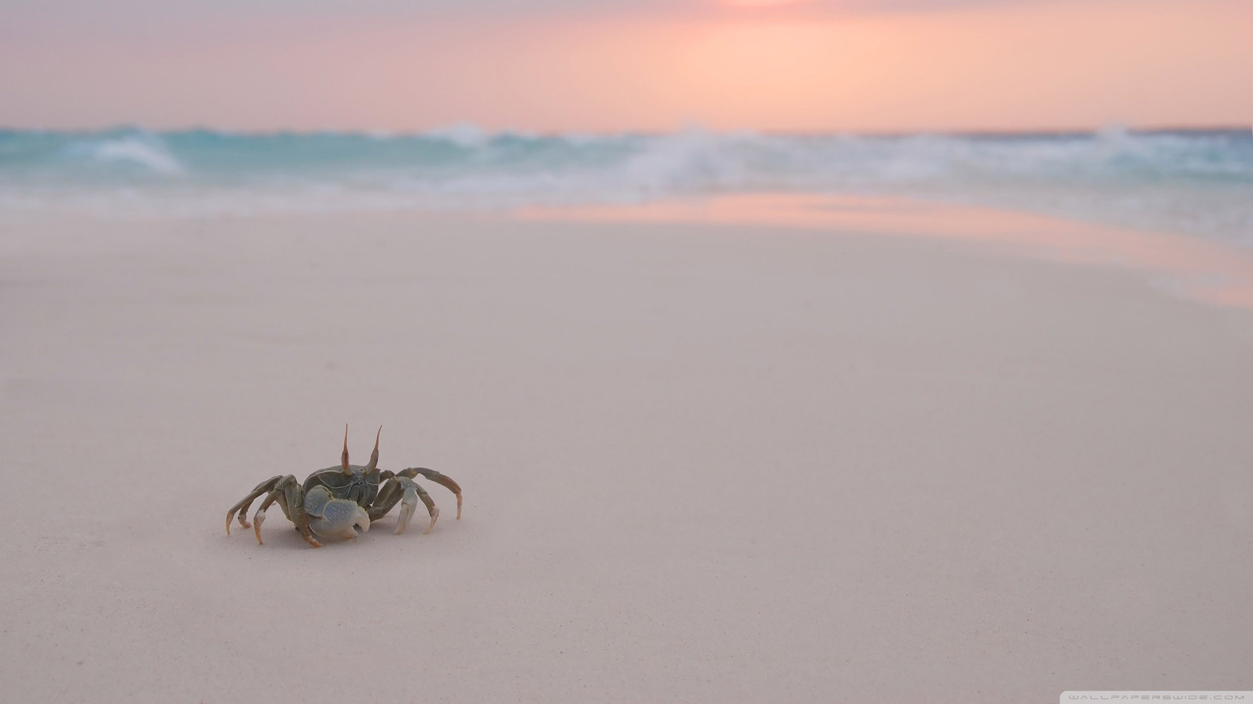 High resolution Crab hd 2560x1440 wallpaper ID:294295 for PC