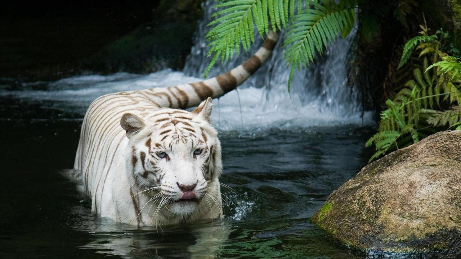 High resolution White Tiger full hd 1920x1080 background ID:174871 for computer
