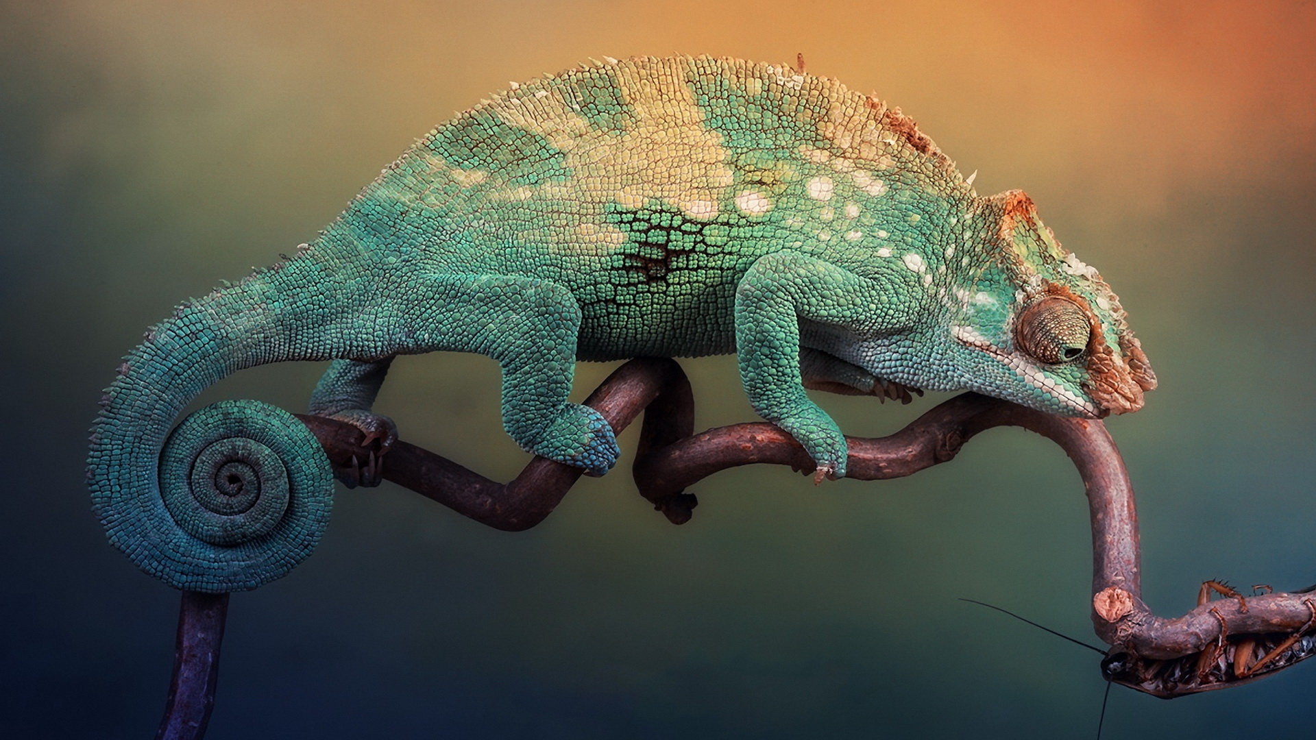 Awesome Chameleon free background ID:462531 for hd 1920x1080 desktop