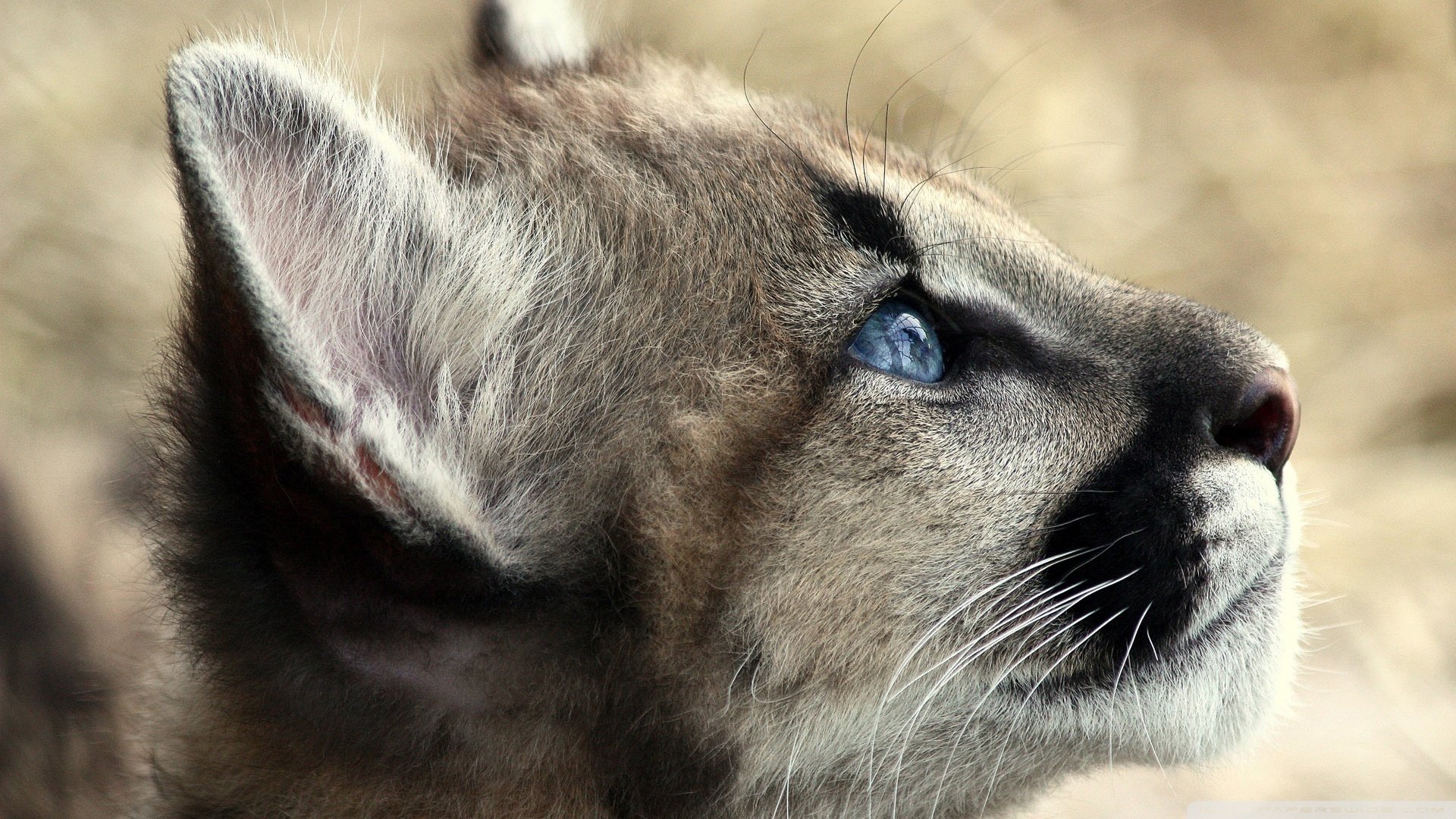 Free Cougar high quality background ID:81741 for full hd computer
