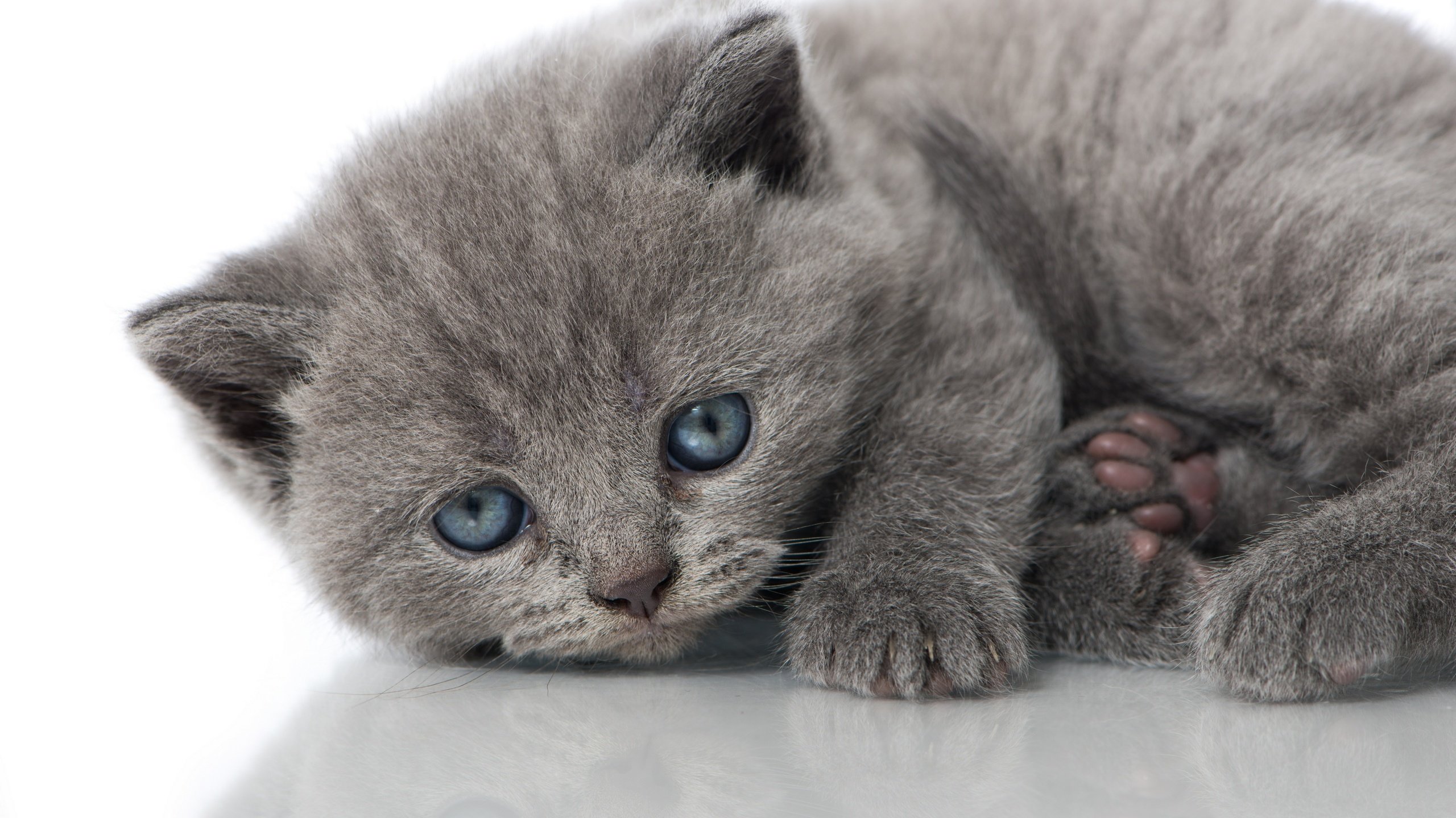 Download hd 2560x1440 Kitten computer background ID:427815 for free